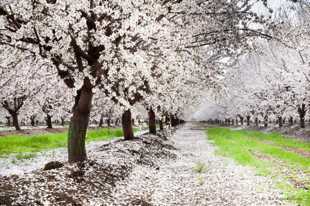 Almond Blossoms-0983.jpg